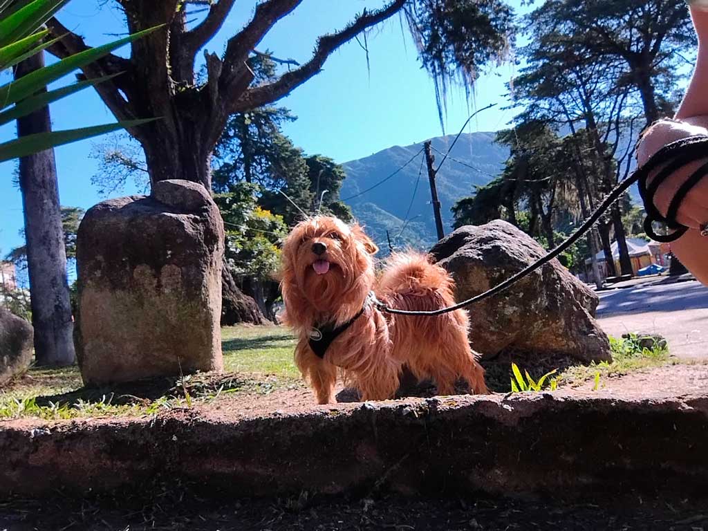 Marcelo Cão da Montanha - Dog Walker