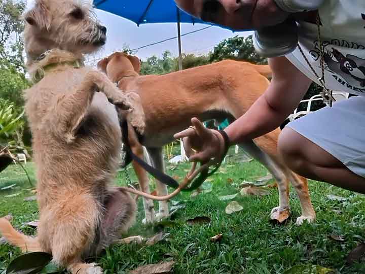 Marcelo Cão da Montanha - Dog Walker